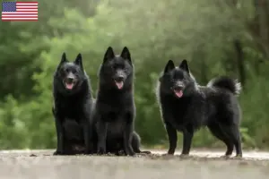 Read more about the article Criadores de Schipperke e cachorros nos EUA