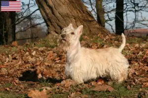 Read more about the article Criadores de Scottish Terrier e cachorros nos EUA