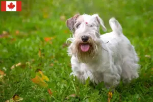 Read more about the article Criadores de Sealyham Terrier e cachorros no Canadá