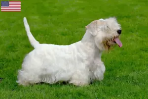 Read more about the article Criadores de Sealyham Terrier e cachorros nos EUA
