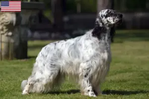 Read more about the article Criadores de Setter Inglês e cachorros nos EUA
