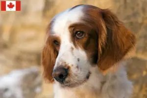 Read more about the article Setter irlandês vermelho e branco Criadores e cachorros no Canadá