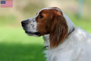 Read more about the article Setter irlandês vermelho e branco Criadores e cachorros nos EUA