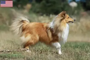 Read more about the article Criadores de Sheltie e cachorros nos EUA