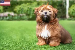 Read more about the article Criadores de Shichon e cachorros nos EUA