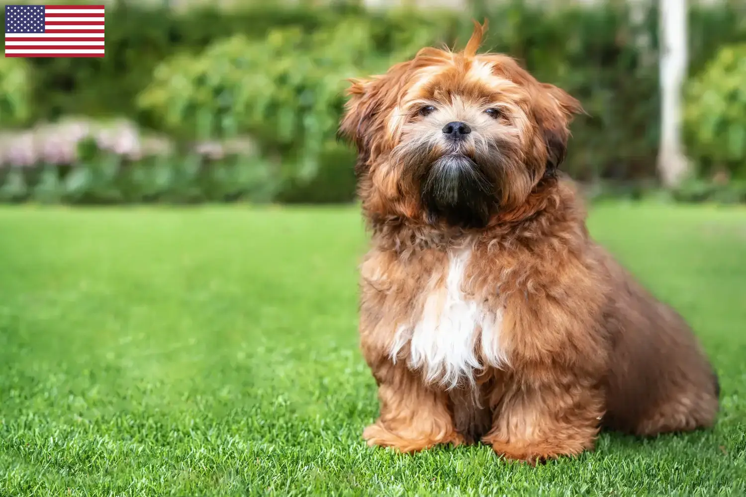 Shichon cachorros e criadores EUA Aqui pode encontrar criadores de Shichon nos EUA.