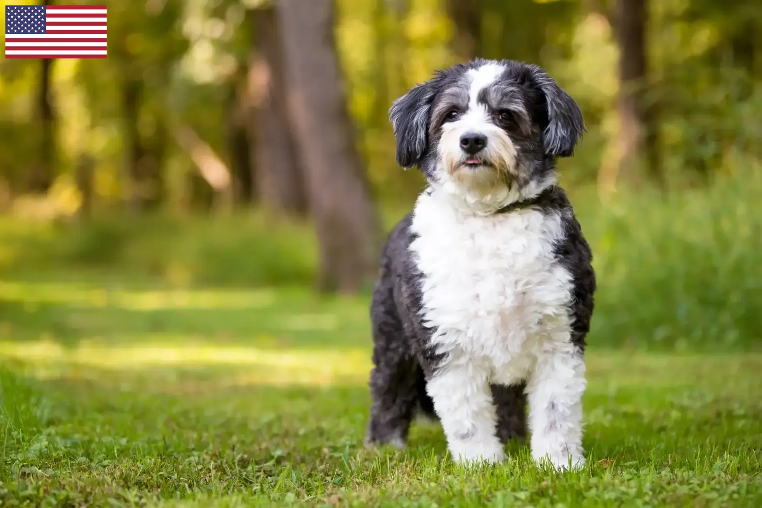 Read more about the article Criadores de Shih-Poo e cachorros nos EUA