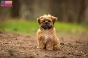 Read more about the article Criadores de Shorkie e cachorros nos EUA