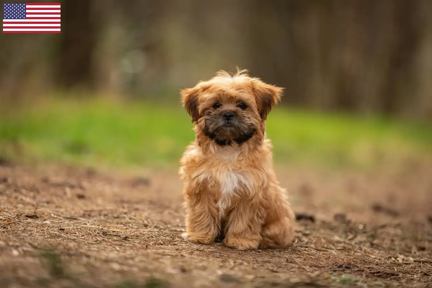 Read more about the article Criadores de Shorkie e cachorros nos EUA