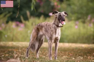 Read more about the article Silken Windsprite criadores e cachorros nos EUA