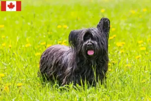 Read more about the article Criadores de Skye Terrier e cachorros no Canadá
