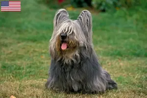 Read more about the article Criadores de Skye Terrier e cachorros nos EUA