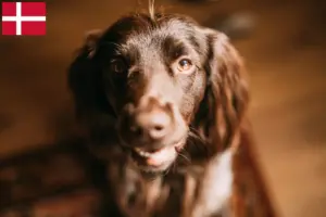 Read more about the article Criador de Spaniel de caça polaco e cachorros na Dinamarca