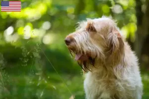 Read more about the article Spinone Italiano criadores e cachorros nos EUA
