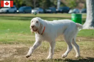 Read more about the article Spinone Italiano criadores e cachorros no Canadá