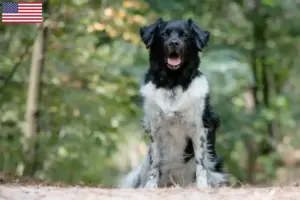 Read more about the article Criadores de Stabij e cachorros nos EUA