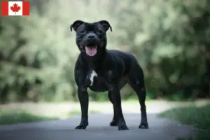 Read more about the article Criadores e cachorros de Staffordshire Bull Terrier no Canadá