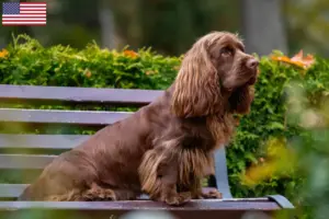 Read more about the article Criadores de Sussex spaniel e cachorros nos EUA