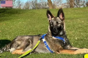 Read more about the article Sylvan Companion Dog criadores e cachorros nos EUA