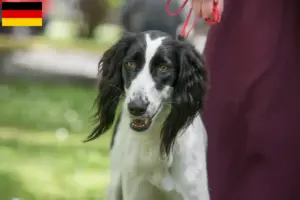 Read more about the article Criadores de Taigan e cachorros na Alemanha