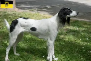 Read more about the article Criadores de Taigan e cachorros em Baden-Württemberg
