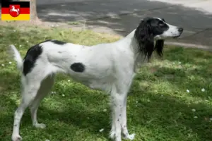 Read more about the article Criadores de Taigan e cachorros na Baixa Saxónia