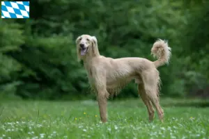 Read more about the article Criadores de Taigan e cachorros na Baviera