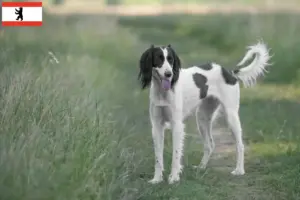 Read more about the article Criadores de Taigan e cachorros em Berlim