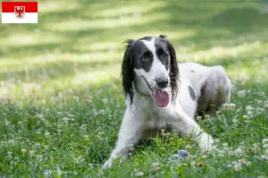 Read more about the article Criadores de Taigan e cachorros em Brandenburg