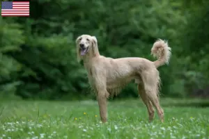 Read more about the article Criadores de Taigan e cachorros nos EUA