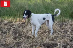 Read more about the article Criadores de Taigan e cachorros em Hamburgo