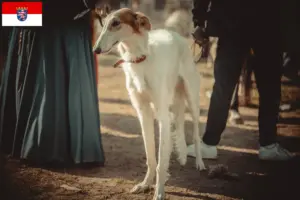 Read more about the article Criadores de Taigan e cachorros em Hessen