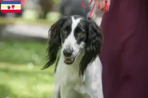 Read more about the article Criadores de Taigan e cachorros em Mecklenburg-Vorpommern