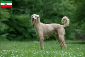 Read more about the article Criadores de Taigan e cachorros na Renânia do Norte-Vestefália