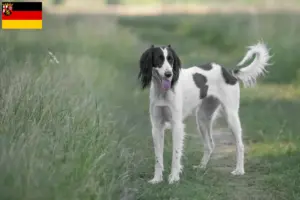 Read more about the article Criadores de Taigan e cachorros em Renânia-Palatinado
