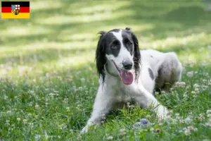 Read more about the article Criadores de Taigan e cachorros em Sarre