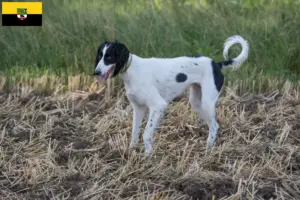 Read more about the article Criadores de Taigan e cachorros em Saxónia-Anhalt