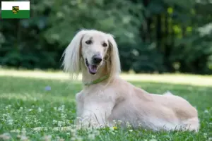 Read more about the article Criadores de Taigan e cachorros na Saxónia