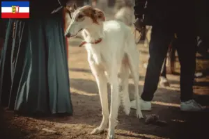 Read more about the article Criadores de Taigan e cachorros em Schleswig-Holstein