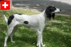 Read more about the article Criadores de Taigan e cachorros na Suíça