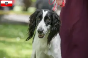 Read more about the article Criadores de Taigan e cachorros em Thuringia