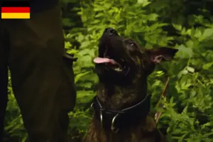 Read more about the article Criadores de cães e cachorros de Taiwan na Alemanha