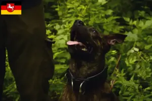 Read more about the article Taiwan criadores de cães e cachorros na Baixa Saxónia