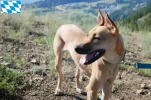 Read more about the article Taiwan criadores de cães e cachorros na Baviera