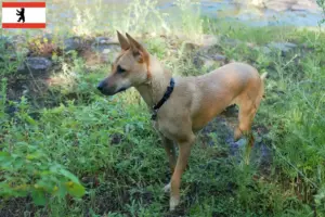 Read more about the article Taiwan criador de cães e cachorros em Berlim