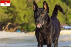 Read more about the article Taiwan criadores de cães e cachorros em Brandenburg