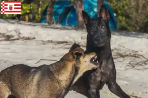 Read more about the article Taiwan criador de cães e cachorros em Bremen