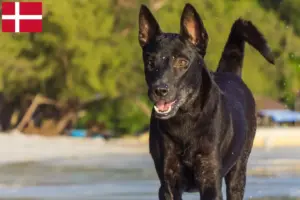 Read more about the article Taiwan criadores de cães e cachorros na Dinamarca
