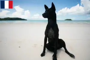 Read more about the article Taiwan criadores de cães e cachorros em França