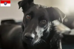 Read more about the article Taiwan criadores de cães e cachorros em Hessen